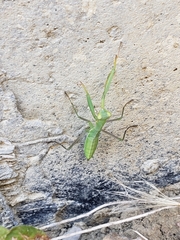Mantodea