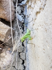 Mantodea