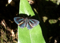 Pilodeudorix baginei