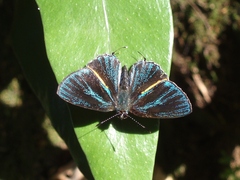 Pilodeudorix baginei