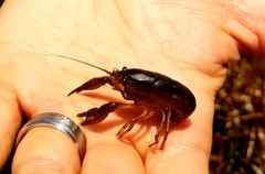 Procambarus econfinae