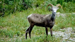 Ovis dalli stonei