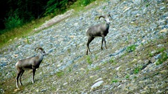 Ovis dalli stonei