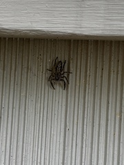 Platycryptus