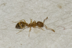 Monomorium pharaonis