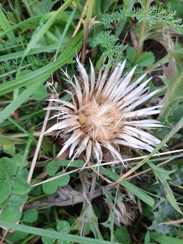 krasovlas bezbyľový (Carlina acaulis)