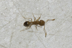 Monomorium pharaonis