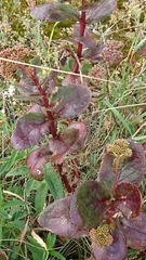 Hylotelephium telephium