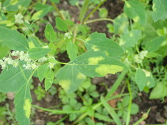 Peronospora variabilis