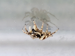 Salticus scenicus