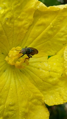 Diptera