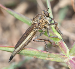 Machimus erythocnemius