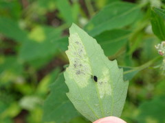 Peronospora variabilis