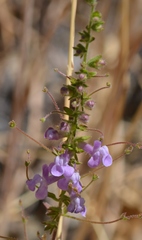 Sairocarpus vexillocalyculatus vexillocalyculatus