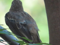 Haemorhous mexicanus