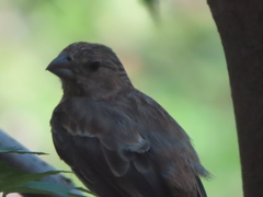 Haemorhous mexicanus