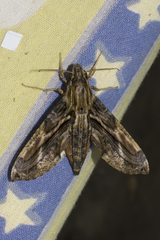 Eupanacra variolosa