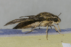 Eupanacra variolosa