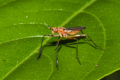 Telostylus