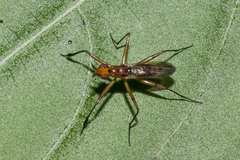 Telostylus