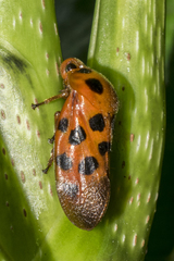 Cosmoscarta dorsimacula