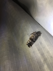 Panthea acronyctoides