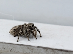 Salticidae