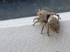 Salticidae