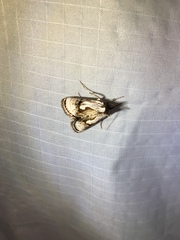 Chrysanympha formosa