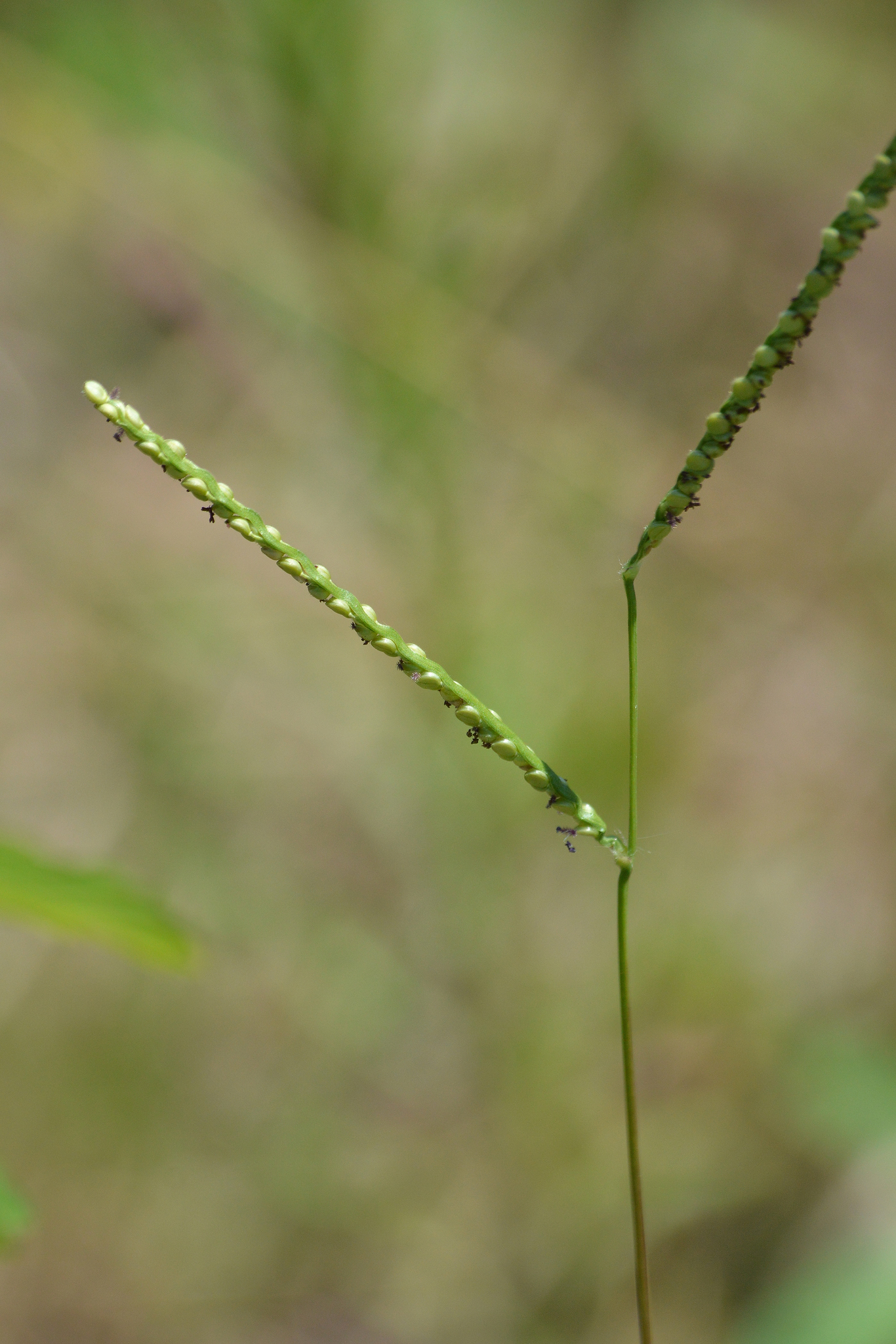 Paspalum setaceum