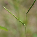 Thin Paspalum - Photo (c) Mark Kluge, some rights reserved (CC BY-NC), uploaded by Mark Kluge