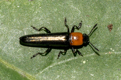 Languriinae