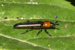 Languriinae