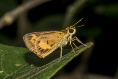 Oriens goloides