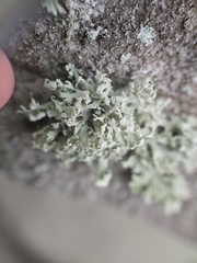 Ramalina labiosorediata