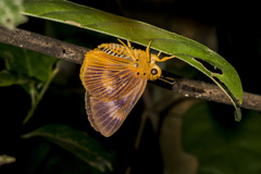 Bibasis harisa harisa