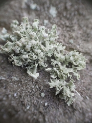 Ramalina labiosorediata
