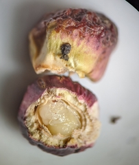 Disholcaspis mellifica