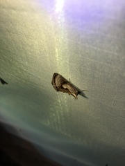 Chrysanympha formosa