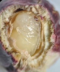 Disholcaspis mellifica