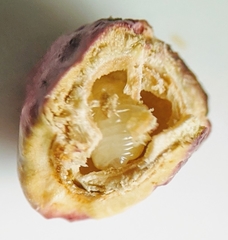 Disholcaspis mellifica