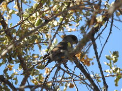 Poicephalus rueppellii