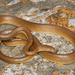 Swazi Rock Snake - Photo (c) Courtney Hundermark, some rights reserved (CC BY-NC), uploaded by Courtney Hundermark