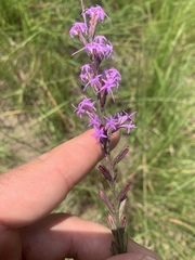 Liatris acidota