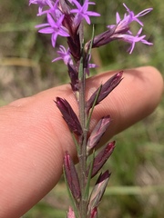 Liatris acidota