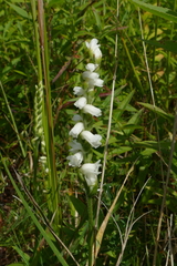 Spiranthes arcisepala