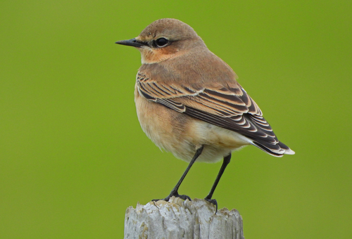Northern Wheatear, photo 10 of 10