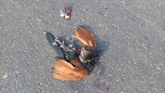 Centropus sinensis parroti