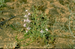 Delphinium camptocarpum