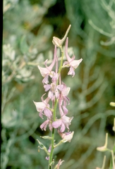Delphinium camptocarpum